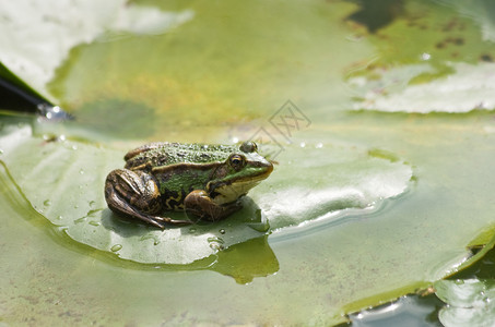 荷花青蛙水叶上的青蛙背景