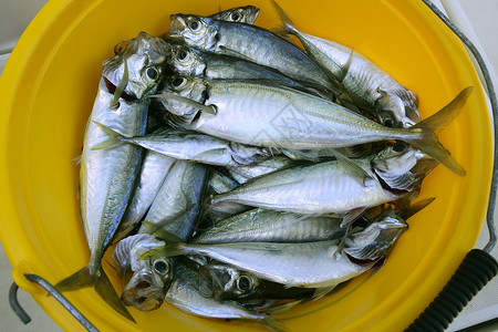 黄大桶中的竹鱼海鲜烹饪高清图片素材