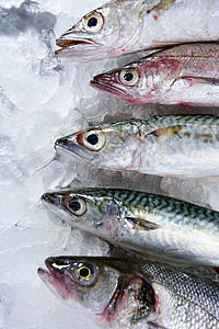 冰上海产鱼类鲭鱼团体动物市场营养海鲜海洋饮食标本美食健康高清图片素材