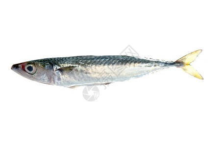 白上孤立的鱼海洋烹饪午餐动物市场营养美食渔业钓鱼皮肤饮食高清图片素材