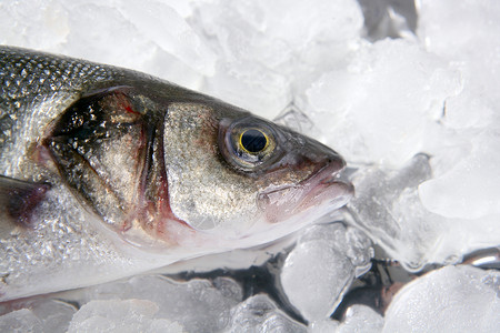 冰上海盆鱼食物高清图片素材