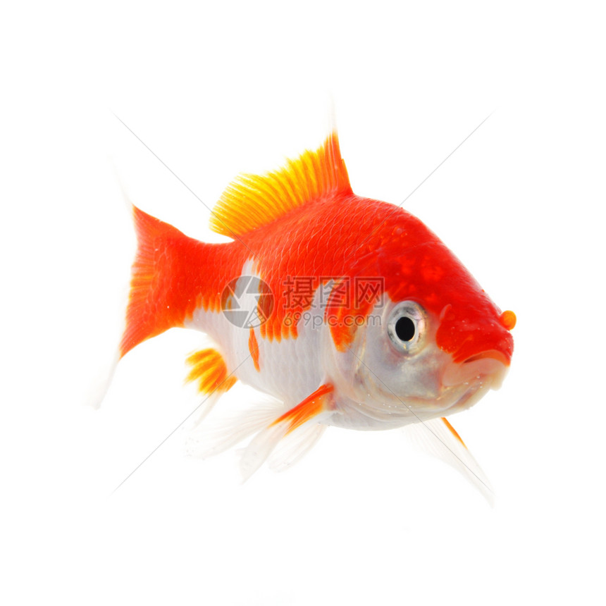 金金鱼宠物水族馆白色生态金子动物游泳图片