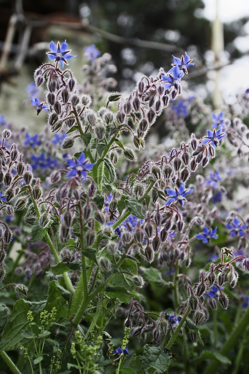 伊塔利 拉齐奥 农村 灌木植物和花卉药品食物花朵植物群树叶蓝色美丽季节植被紫色图片