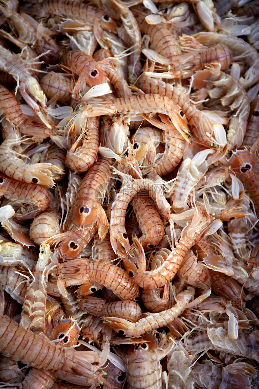 地中海海甲壳类鱿鱼图片