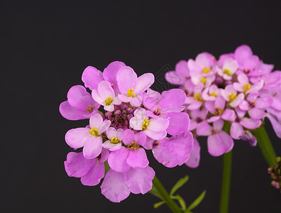 糖果图夫植物雄蕊花瓣花园粉色寝具紫色背景图片