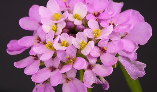 糖果图夫花园植物雄蕊寝具紫色花瓣粉色背景图片