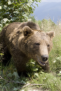 棕色的熊森林中的野熊森林野生动物哺乳动物动物主题棕熊棕色绿色野外动物毛皮背景