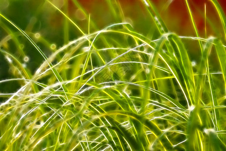 湿草 - 背景背景图片