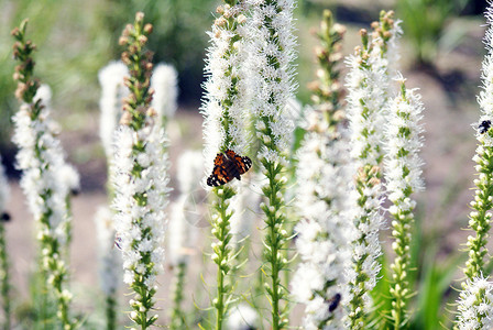 带蝴蝶的白花公园森林太阳花园环境木头花朵植物草原绿色背景图片