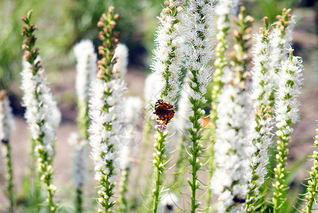 带蝴蝶的白花草原植物花园叶子环境太阳花朵森林木头绿色背景图片