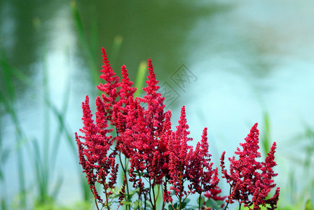 水上红花背景图片