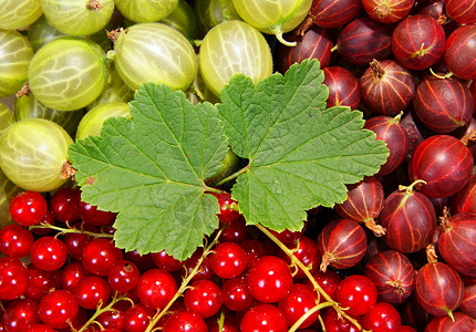 水果果醋栗小球食物红色水果叶子圆形绿色背景图片