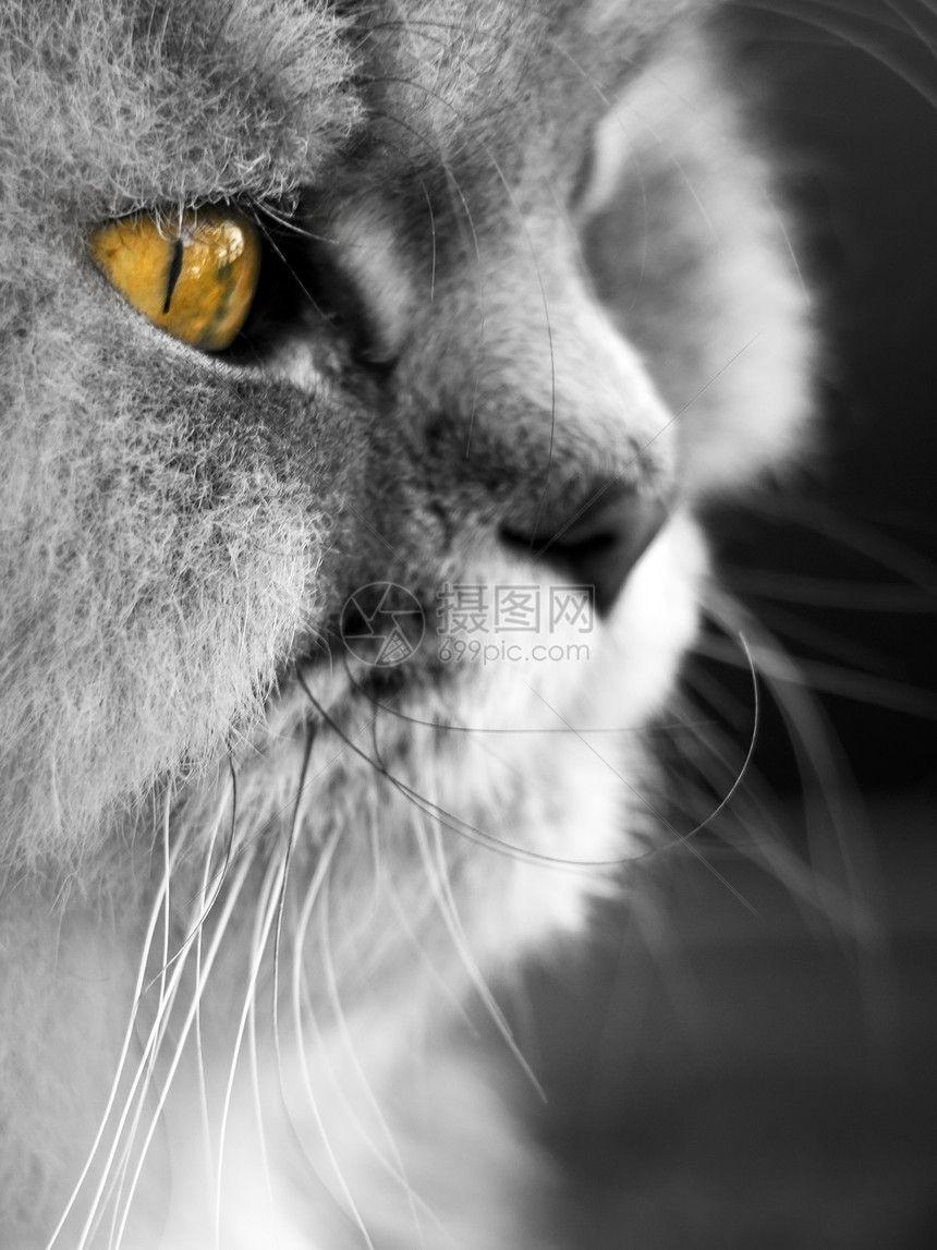 波斯貓小猫宠物眼睛兽医猫咪动物瞳孔图片
