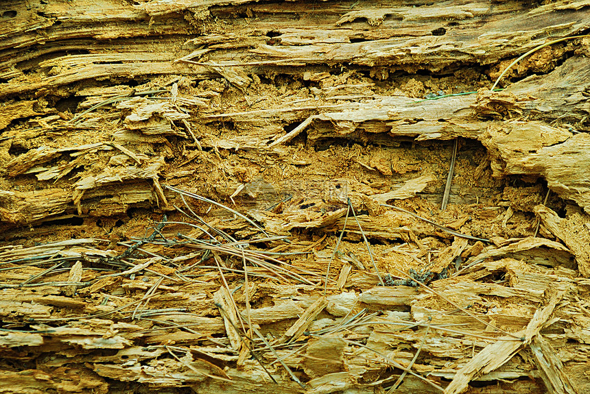 旧被腐坏的木材记录树桩纤维时间环境荒野单板衰变宏观浮木图片