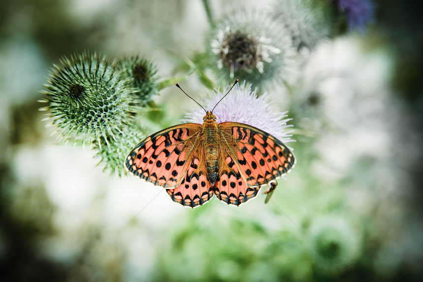 蝴蝶在花朵上垂着橙子宏观植物学叶子生活飞行君主昆虫美丽场景图片
