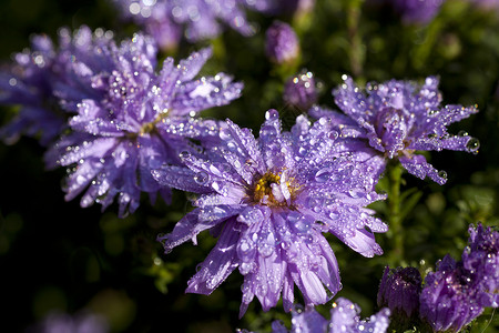 上午早 下植物学紫色植物群叶子背景图片