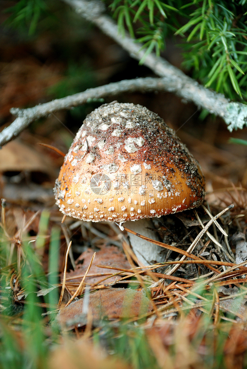 中毒蘑菇精神环境菌类致命植物危险森林地面活性图片
