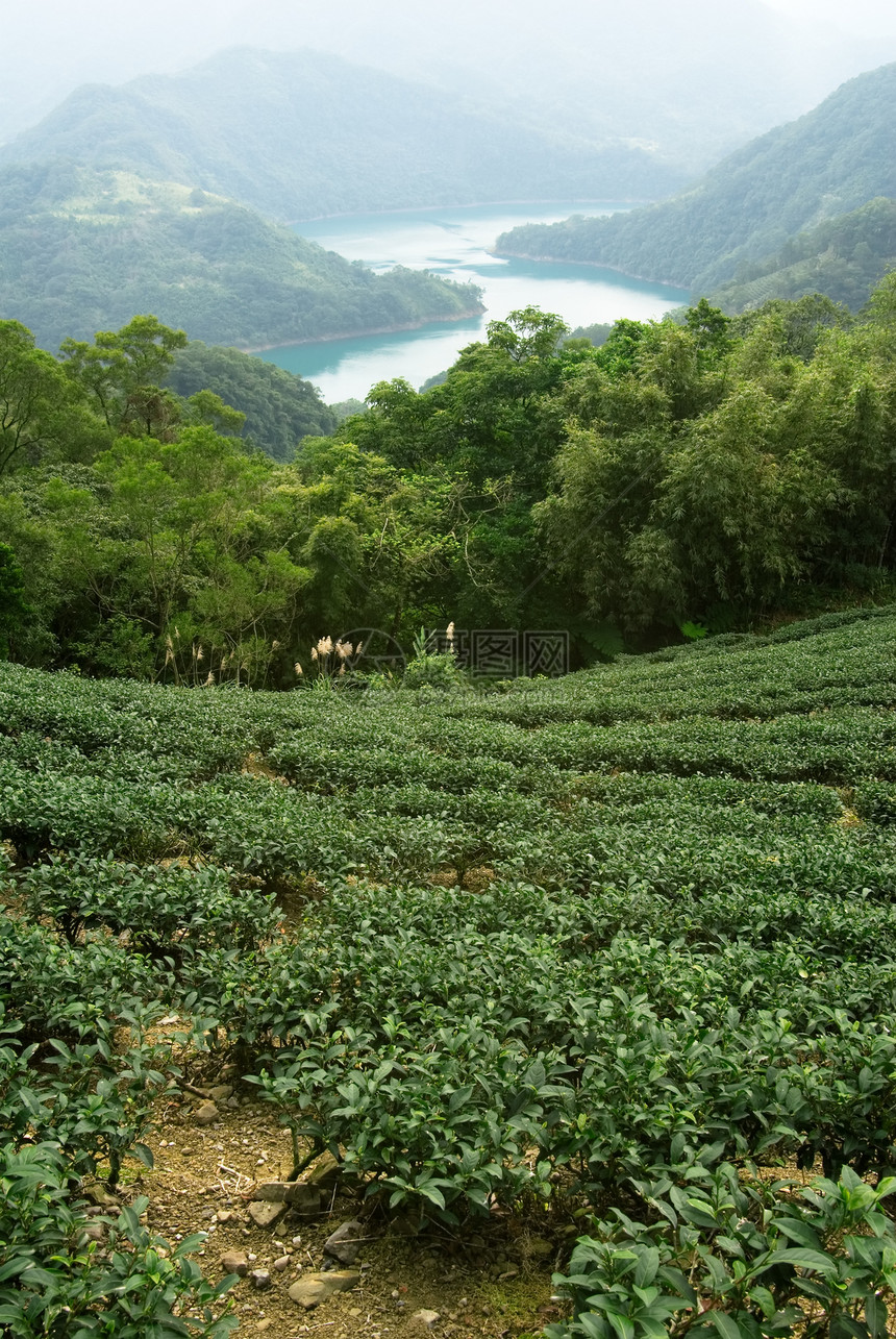 绿绿新茶叶种植园农村爬坡文化风景栽培场景季节农业土地图片