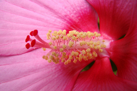粉色象形花园晴天木槿花朵背景图片