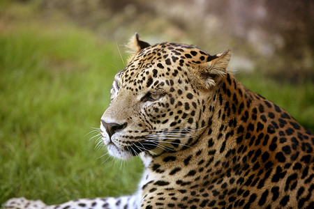 绿草上的非洲豹捕食者女性打猎豹属野生动物耳朵危险动物橙子男性背景图片