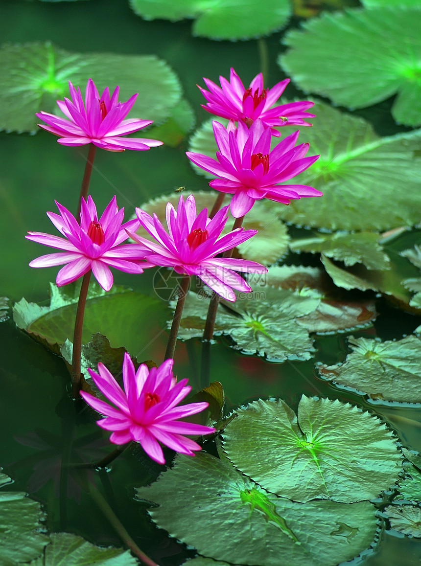 池塘里满是百花的水情调异国粉红色旅行植物群植物图片