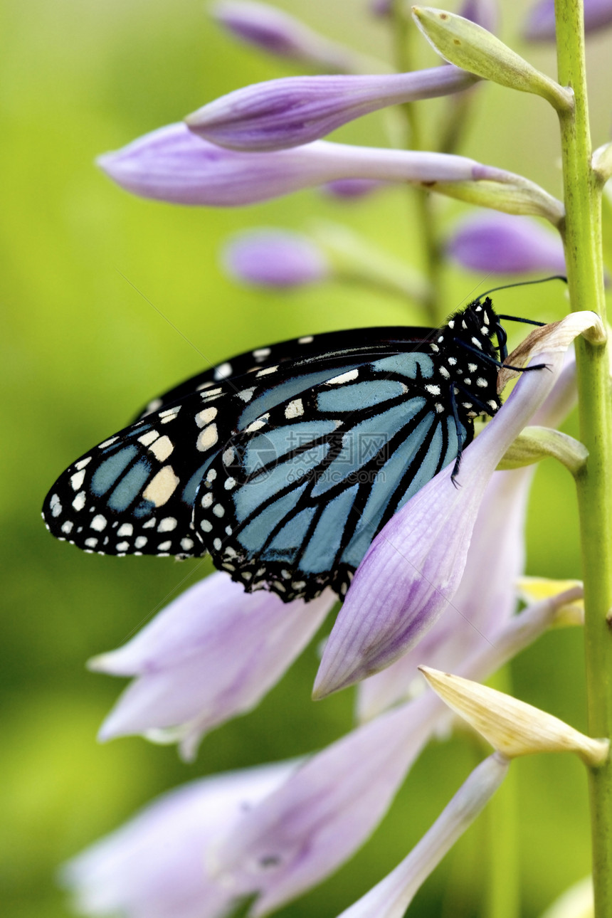 美丽的君主蝴蝶花园斑点紫色蓝色昆虫翅膀图片