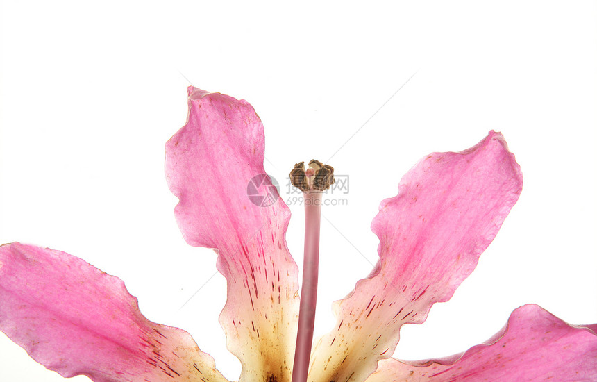 Ceiba 树色花朵 孤立的白色背景紫色花瓣花束艺术品季节叶子植物树叶植物群香水图片