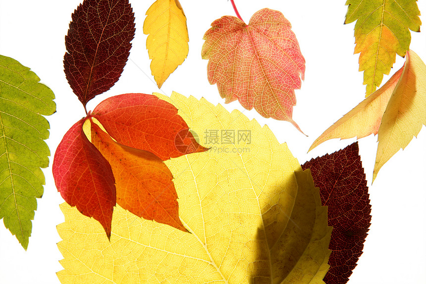 秋秋秋秋秋叶装饰品 仍然在演播室的白色背景活力植物棕色生活红色风格树叶绿色季节叶子图片
