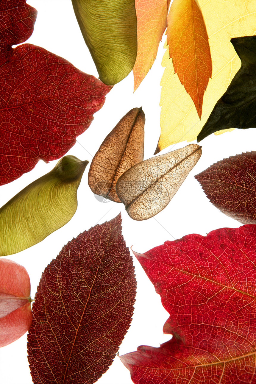 秋秋秋秋秋叶装饰品 仍然在演播室的白色背景棕色叶子黄色植物树叶绿色橙子红色季节风格图片