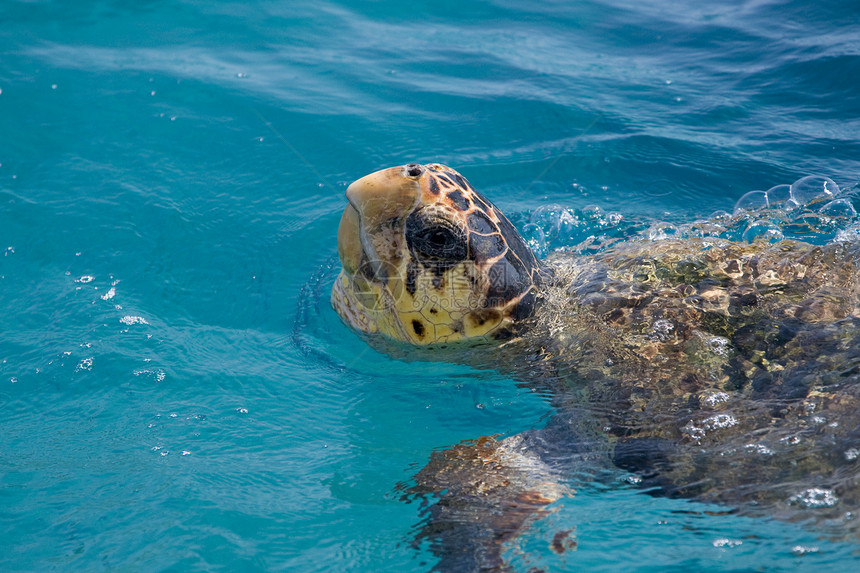 摇头海海龟绿色异国场景濒危海岸线游泳海上生活脊椎动物国家情调图片