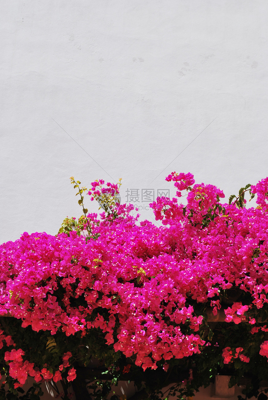 粉红布甘维拉花背景框架荒野植物群活力情调植物粉色异国花瓣图片