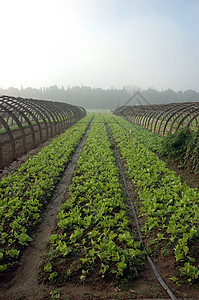 中国的农业村庄花园农村植物农场场地绿色背景图片