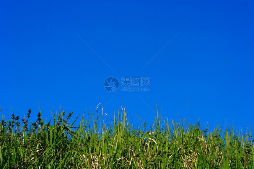 蓝天上的绿草蓝色天空土地植物群草地植物空地场景阳光地形图片