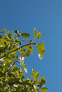 图树树叶蓝色天空阳光农业水果背景图片