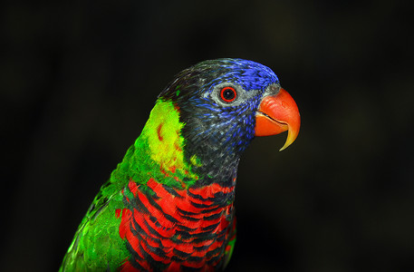 云宝洛丽基特羽毛翅膀红色鹦鹉蓝色鸟类绿色背景图片