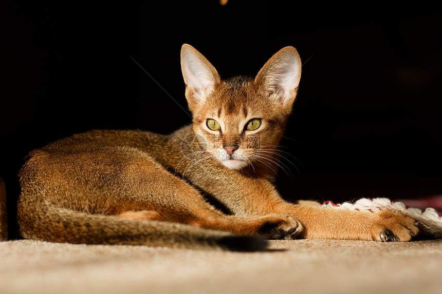 年轻的阿比西尼猫在行动小路家庭猫咪爪子连体冒充橙子动物眼睛宠物图片