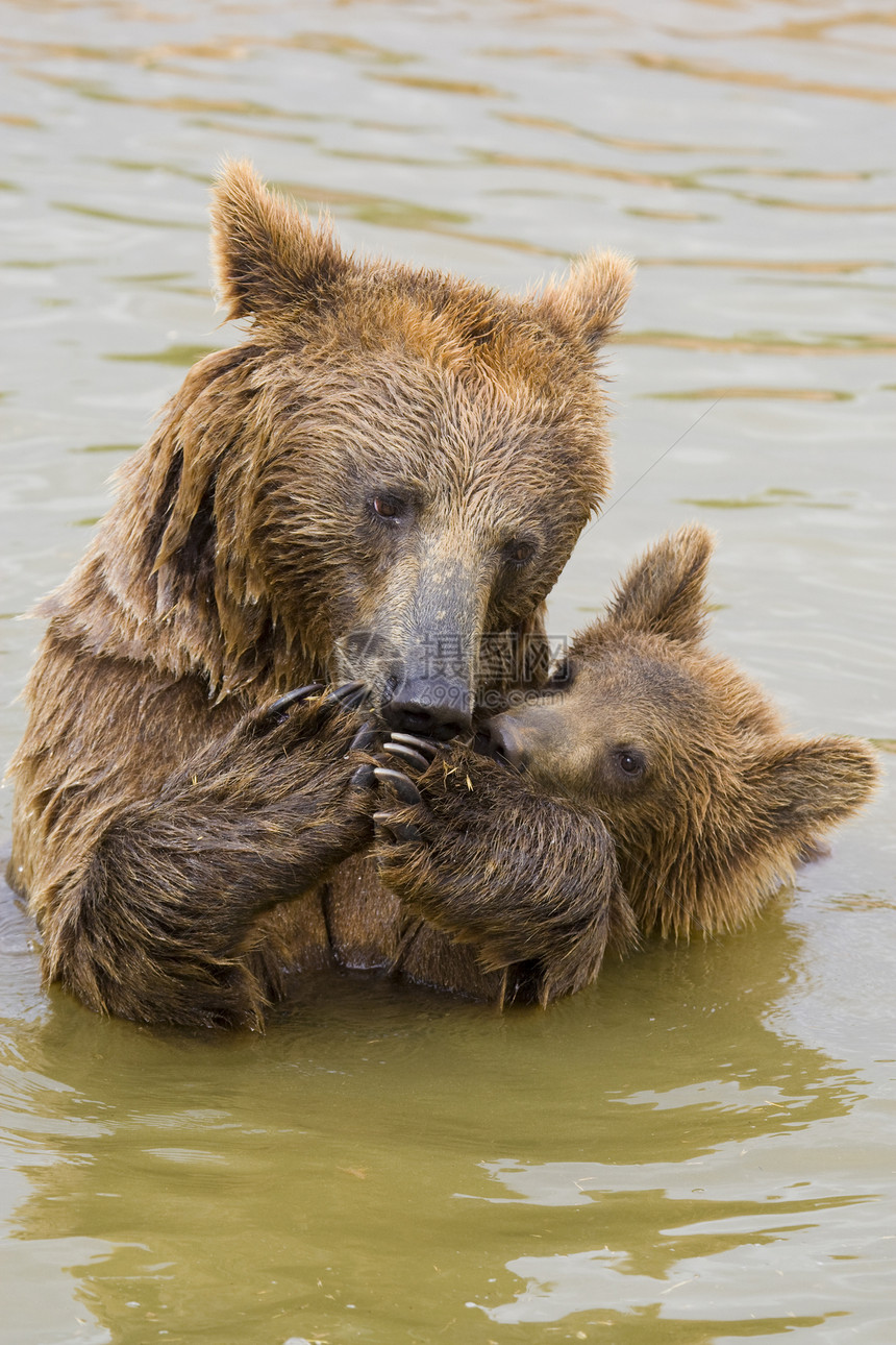 熊母及其幼崽喂养危险野生动物哺乳动物主题毛皮母亲食物爪子力量动物园图片