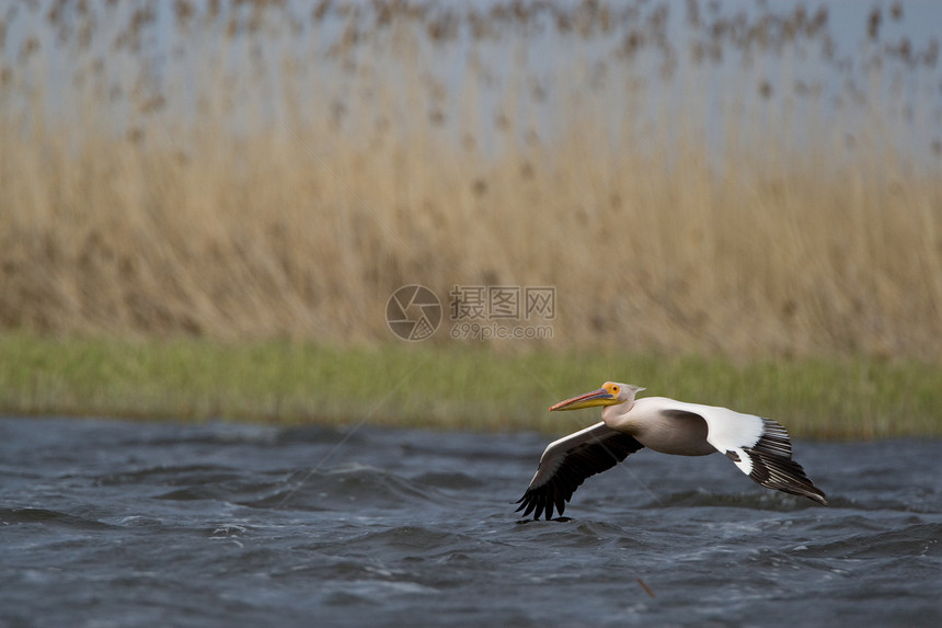 菲律宾人沼泽野生动物湿地海上生活鸟眼羽毛鱼猎人白色航班图片