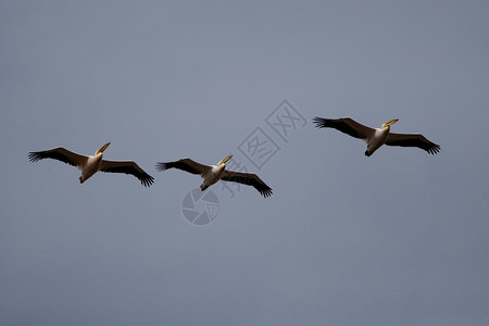菲律宾人白色沼泽羽毛蓝天海上生活航班水鸟鸟眼湿地橙子背景图片