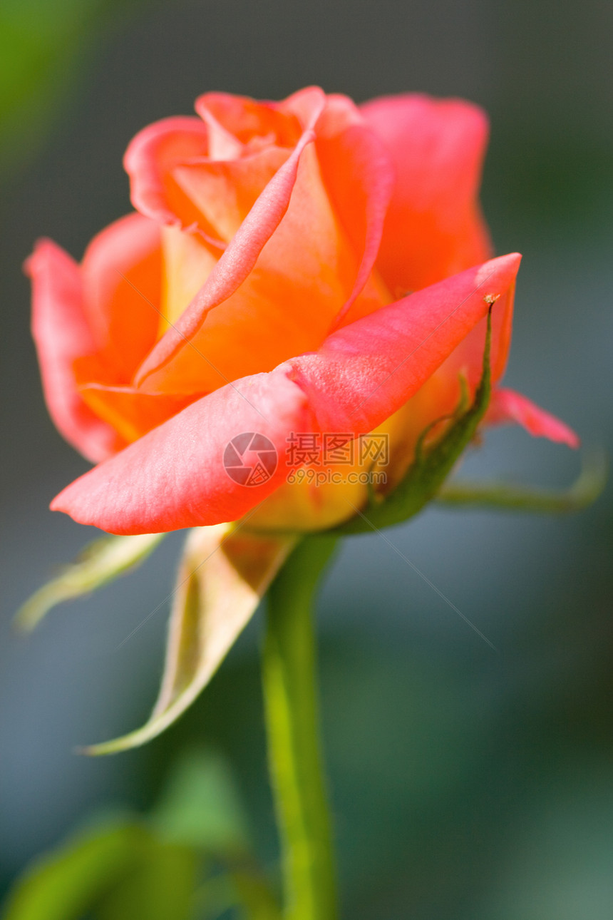在乐园中的玫瑰花绿色叶子花园红色宏观橙子粉色园艺黄色花束图片