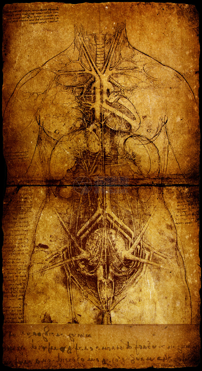 人马生物学艺术圆圈绘画金属场地解剖学男人装饰品正方形图片