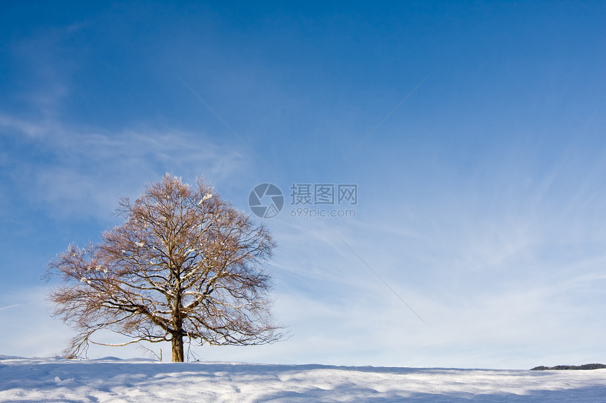 与冬日对照的孤树冻结场景季节天气寒意孤独天空地平线草地气候图片