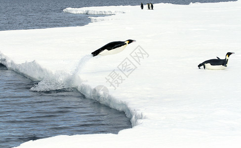 皇帝企鹅前天龙动物跳跃野生动物冻结图片素材