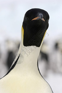 皇帝企鹅前天动物冻结野生动物背景图片