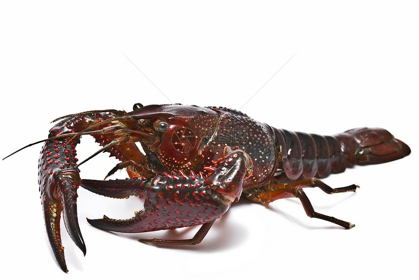红龙虾食物贝类动物美食剪辑剪裁摄影小龙虾海鲜营养图片