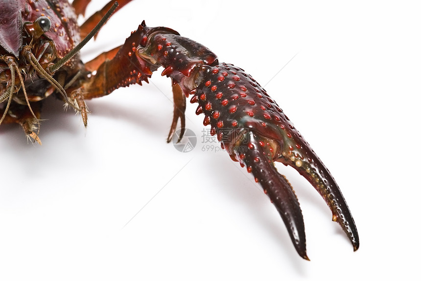 红龙虾害虫宏观剪裁小龙虾食物农业美食居住龙虾尿酸图片