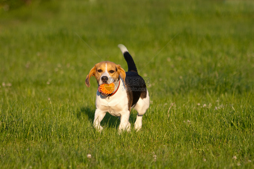 Beagle 狗狗水平小狗喜悦公园三色犬类毛皮猎犬爪子乐趣图片