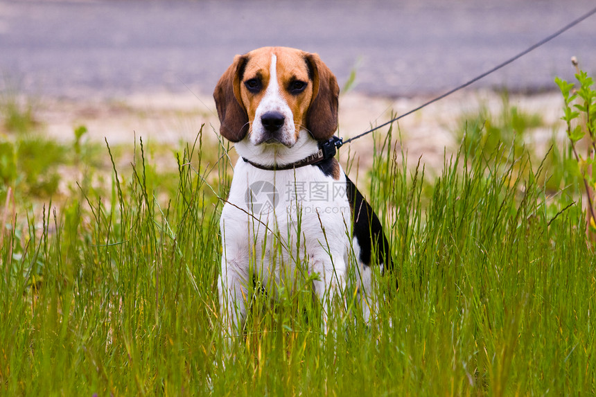 Beagle 狗狗动物爪子小狗哺乳动物犬类猎犬毛皮水平宠物三色图片