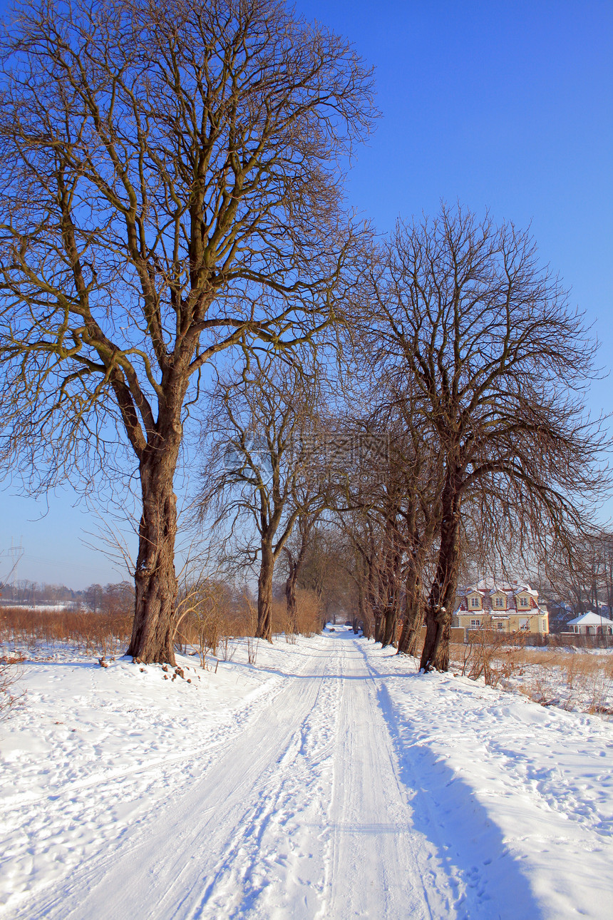 冬季现场风景抛光荒野踪迹泥路树木日光阳光冻结图片