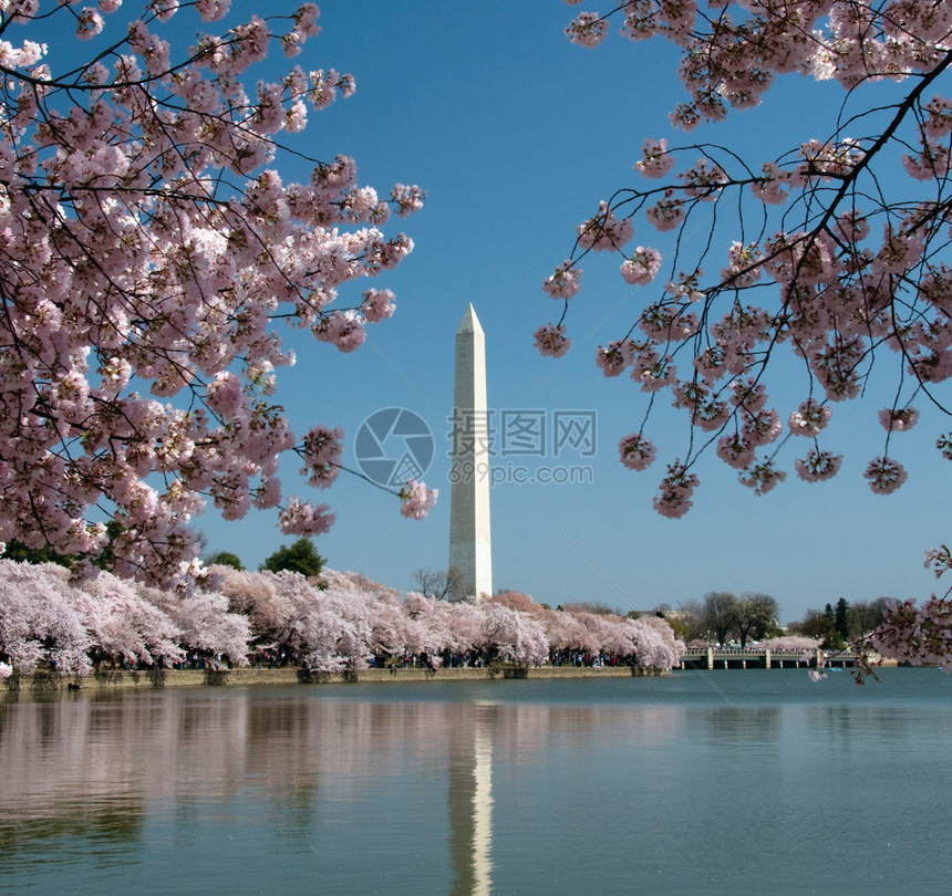 反映于潮汐盆地的华盛顿纪念碑图片